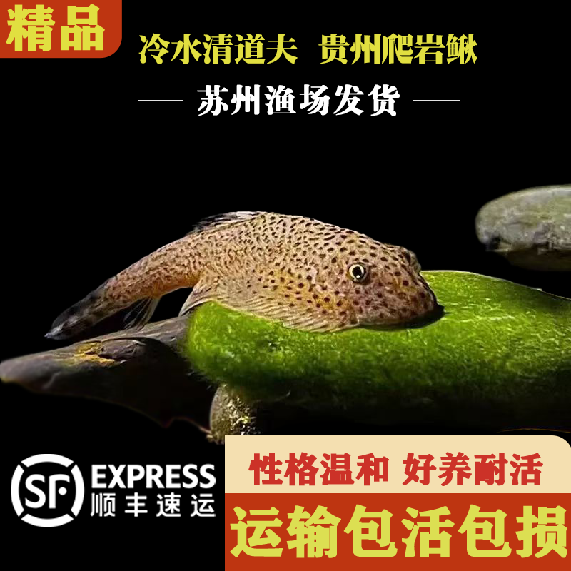 贵州爬岩鳅冷水清道夫鱼清理藻类鱼原生江浙沪皖好养耐活包活包损