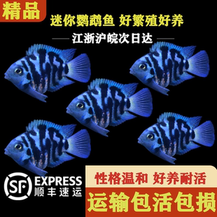 迷你鹦鹉鱼活体短鲷科鱼淡水观赏鱼宝蓝鹦鹉白化鹦鹉金波子蓝波子