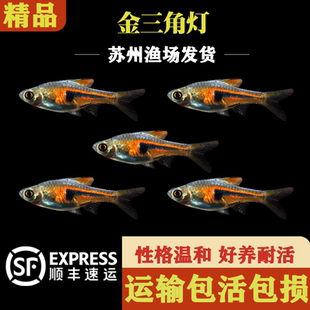 黄金三角灯鱼热带鱼观赏鱼小型群游鱼活体淡水鱼灯科鱼活体宠物鱼