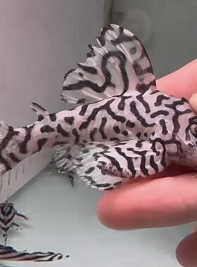 L236虎斑皇后异型人工鱼小型淡水南美观赏鱼鼠热带清道夫底栖黑白