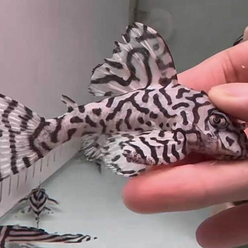 L236虎斑皇后异型人工鱼小型淡水南美观赏鱼鼠热带清道夫底栖黑白