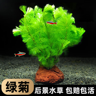 绿菊水草植物鱼缸造景阴性真草好养耐活增氧淡水活体水培生态绿植