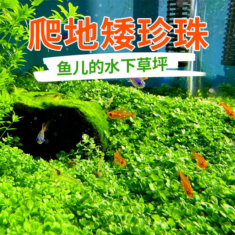 无菌杯爬地矮珍珠水草鱼缸造景日本高珍珠草植物草坪专用趴地水草