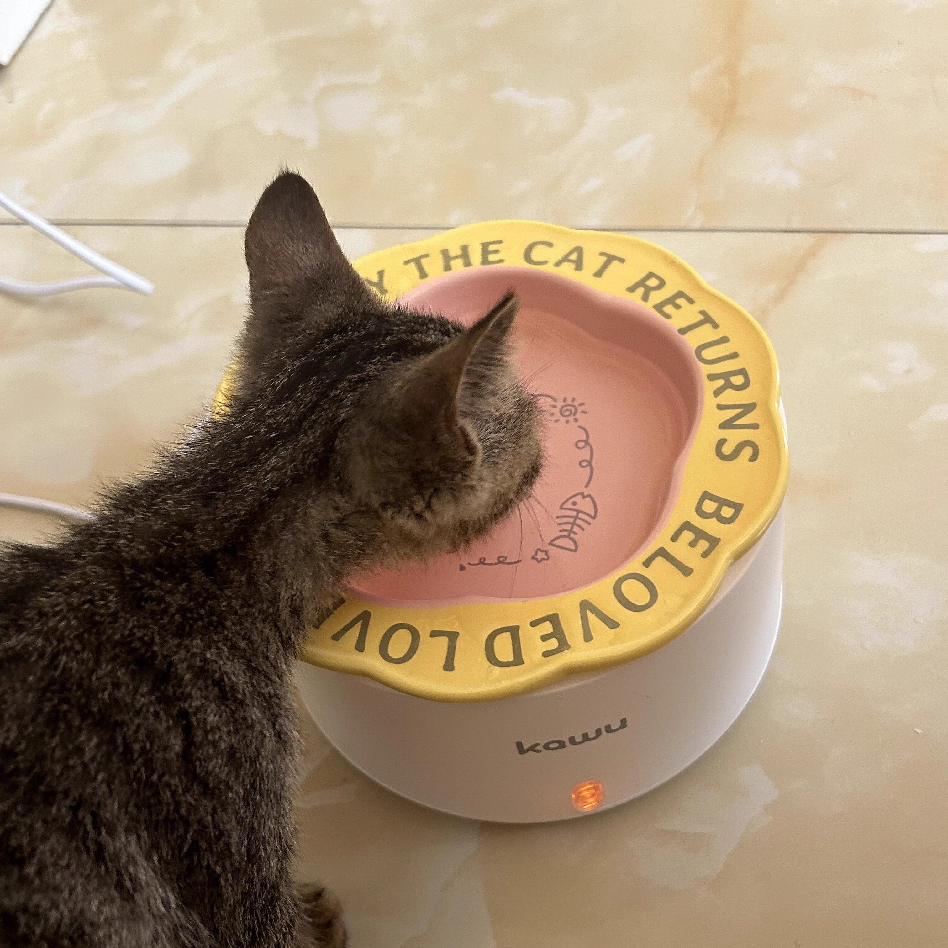 今年冬天，我家小咪安排恒温碗啦