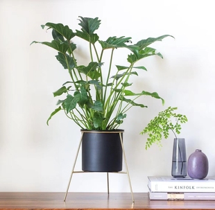 鲸鹿花园  仙羽蔓绿绒观叶绿植小天使北欧风 ins网红水培盆栽