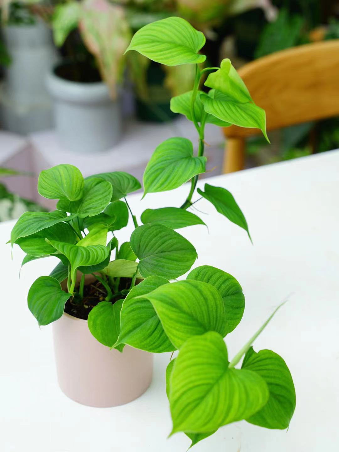 鲸鹿花园　秘鲁蔓绿绒室内爬藤垂吊观叶热植 鲜花速递/花卉仿真/绿植园艺 绿植 原图主图