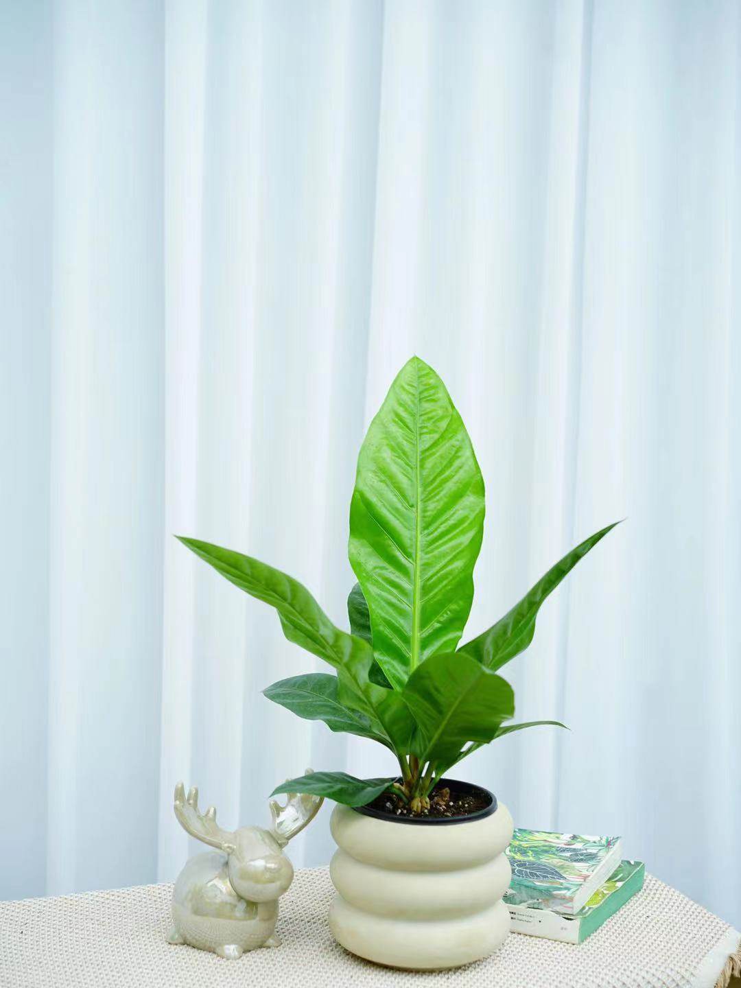 鲸鹿 丛林王花烛大叶花烛波叶鸟巢花烛密林丛花烛 室内耐阴观叶植