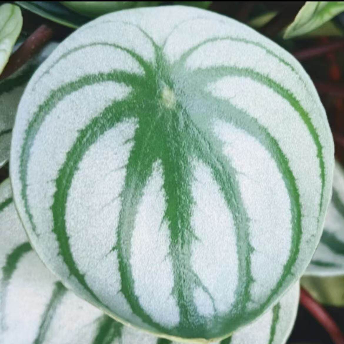 鲸鹿花园 麒麟瓜椒草 室内耐阴桌面绿植盆栽