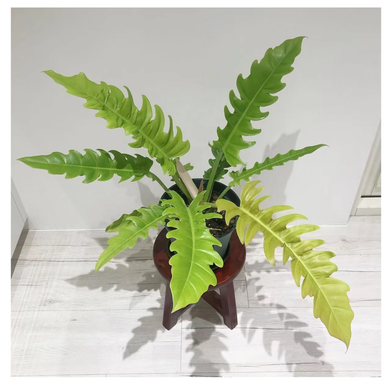 蔓绿绒黄金火之戒室内网红盆栽