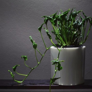 小丑绿萝epipremnumaureumshangrila三角帽子室内异形网红绿植