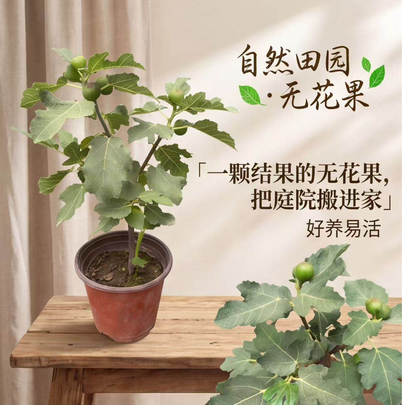 无花果树果苗盆栽大果带叶盆栽南北方阳台庭院地栽