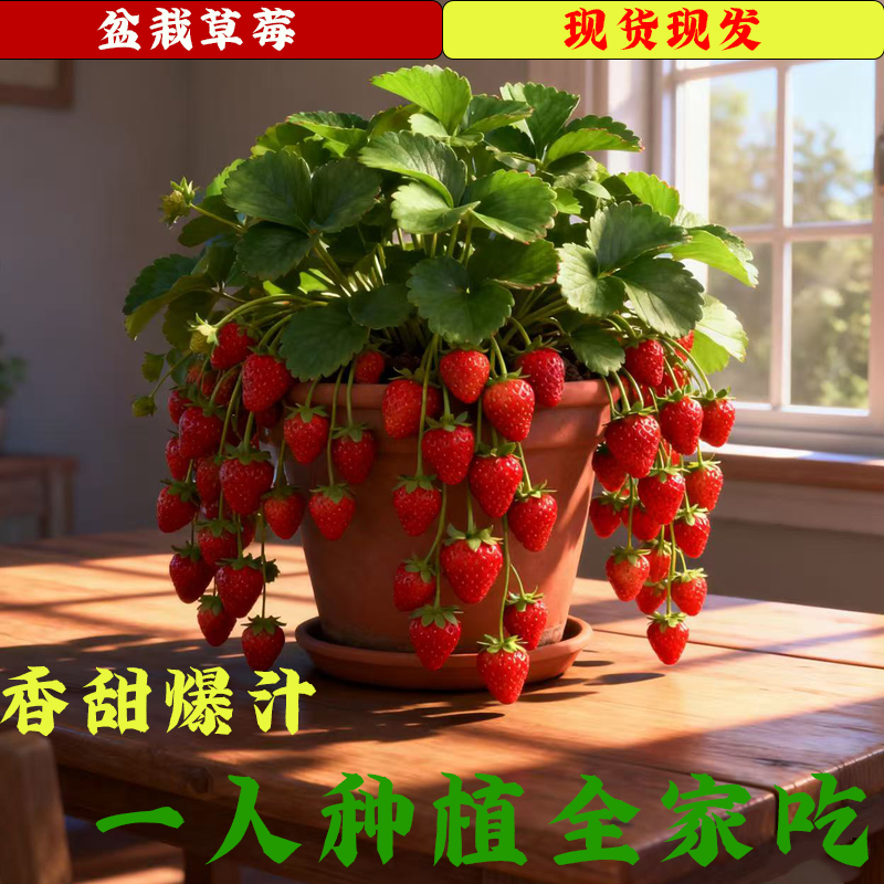 黑珍珠草莓苗四季结果盆栽脱毒草莓苗真红美铃阳台好养活植物2