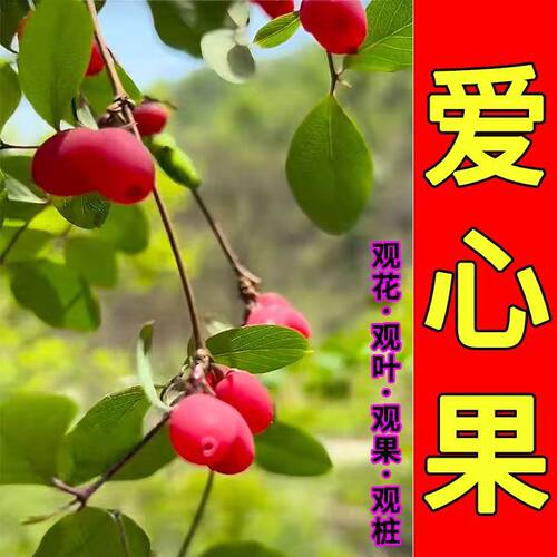 爱心果杈杷果郁香忍冬苦糖果盆景