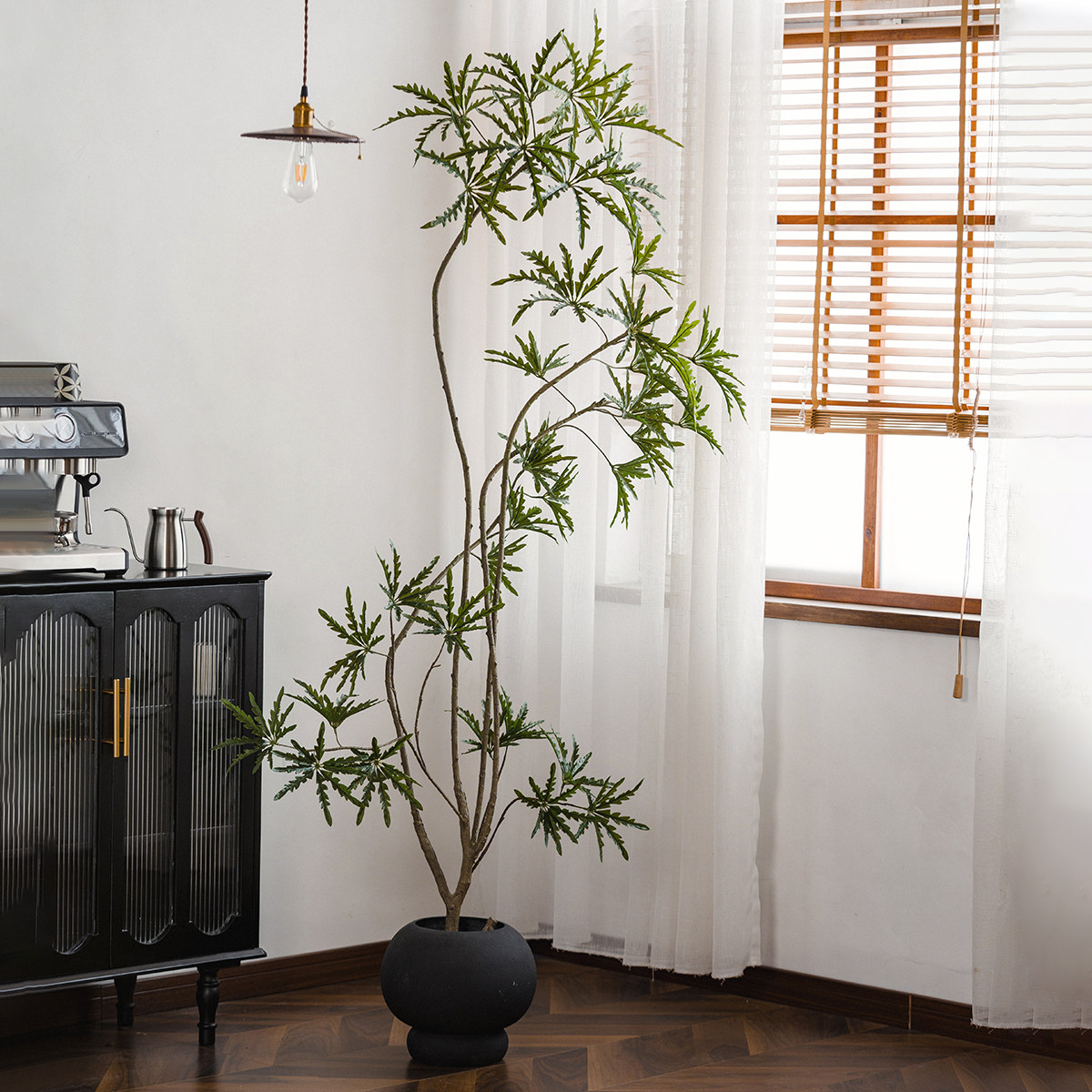 森空间仿真绿植孔雀木