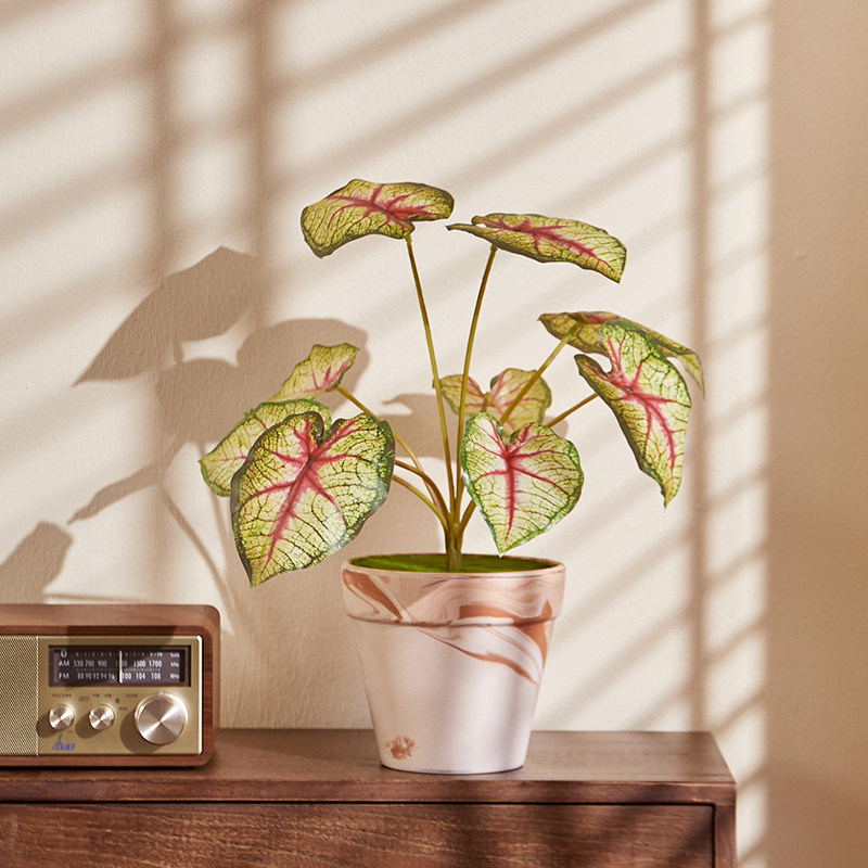 森空间客厅办公室桌面小盆栽植物