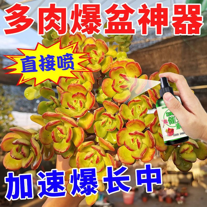 急速爆长】多肉爆盆神器多肉增色增肥快速生根营养液多肉营养液