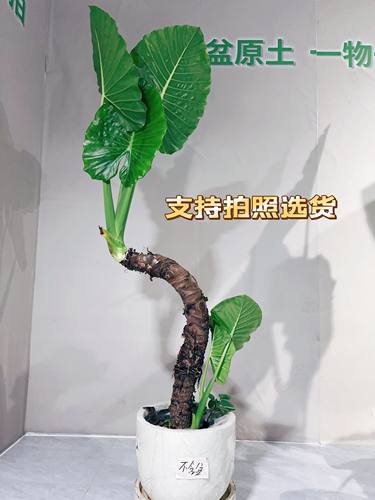 滴水观音霸王芋耐阴耐旱好养