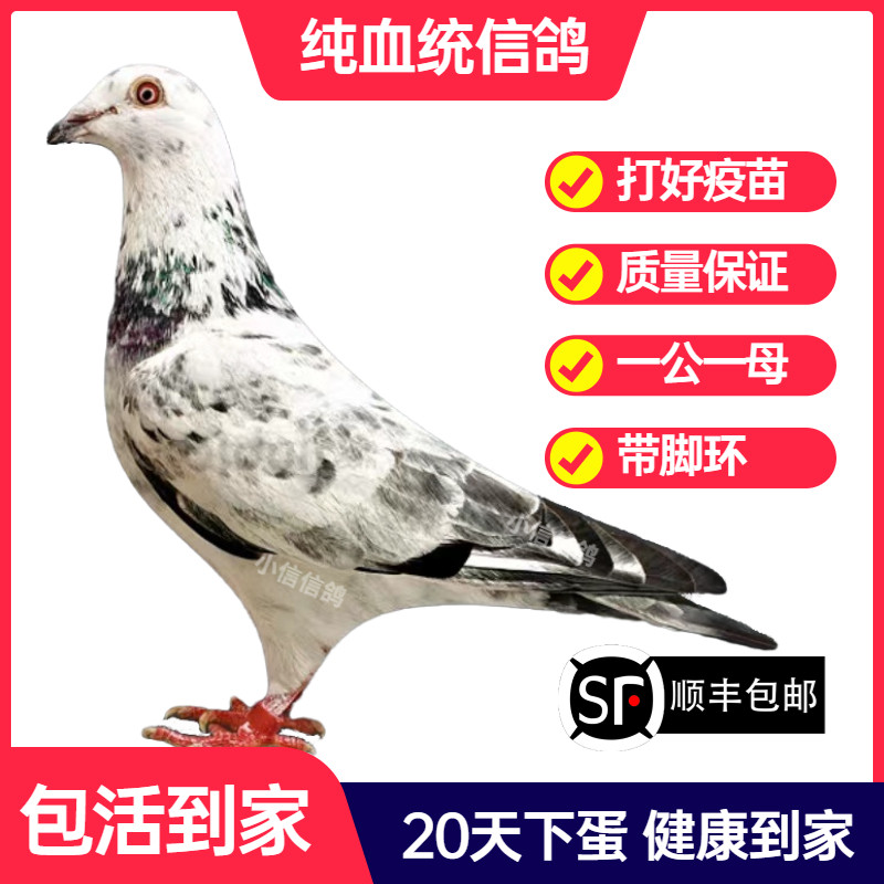 麒麟花鸽子活一对成绩鸽信鸽赛鸽