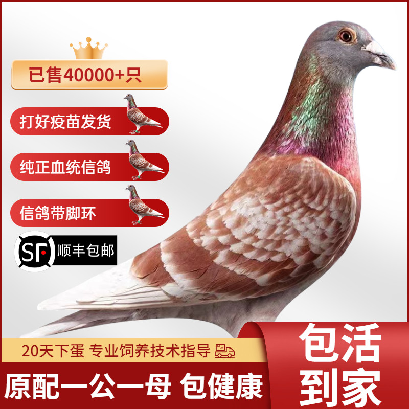 信鸽血统鸽成绩鸽赛鸽鸽子活一对