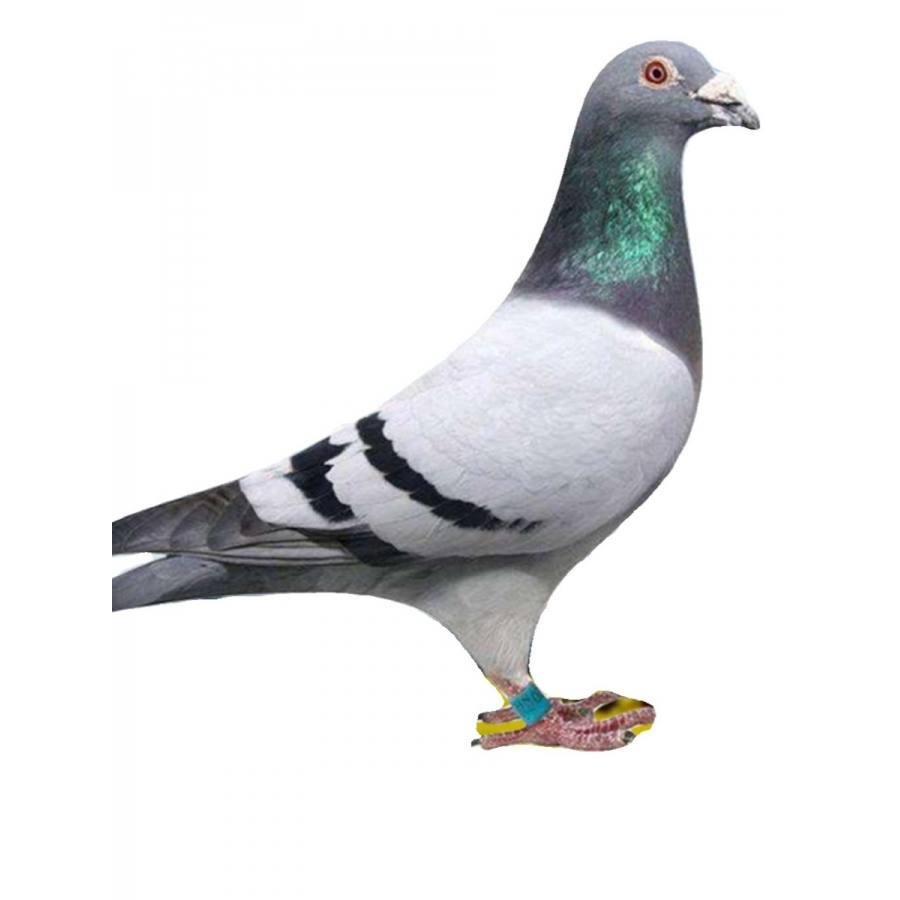 鸽子活一对信鸽种鸽赛鸽公棚詹森