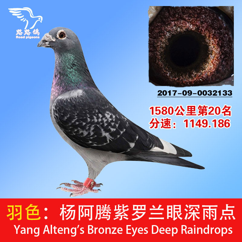 杨阿腾紫罗兰眼深雨点信鸽公棚鸽詹森李鸟迟归赛鸽正宗种鸽千里鸽