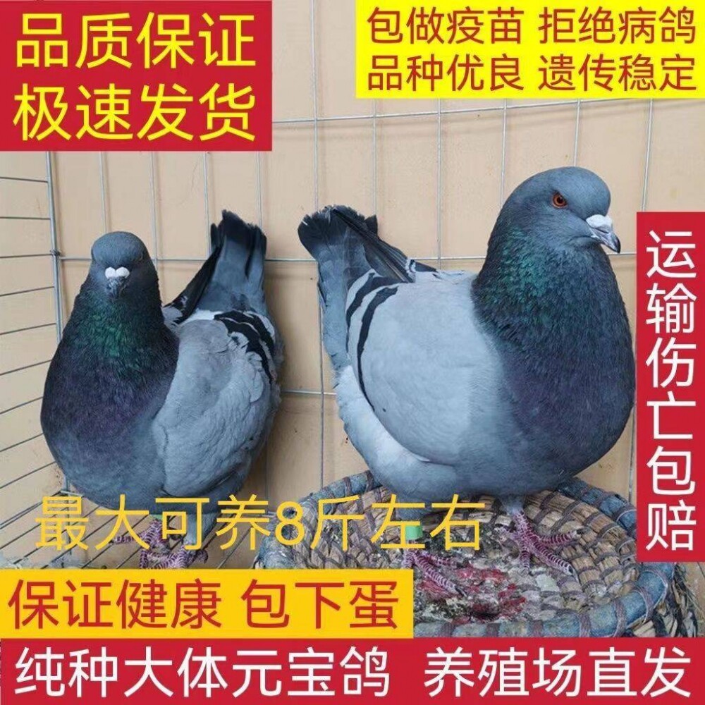 活体肉鸽信鸽活物一对观赏特价元