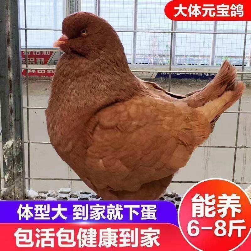 超大型元宝鸽正宗元宝鸽大体元宝鸽公斤鸽观赏鸽种鸽一对活物