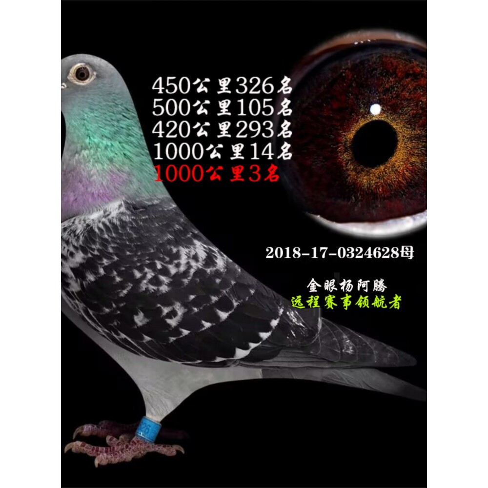 鸽子活体信鸽成绩鸽公棚特比天落鸟幼鸽种鸽观赏鸽赛鸽杨阿腾3