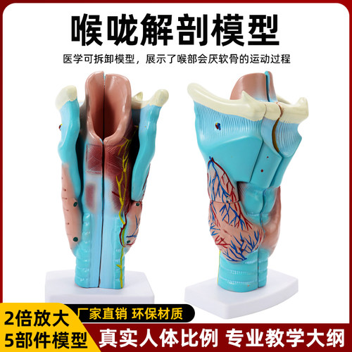 仿真喉咙咽喉两倍放大解剖模型