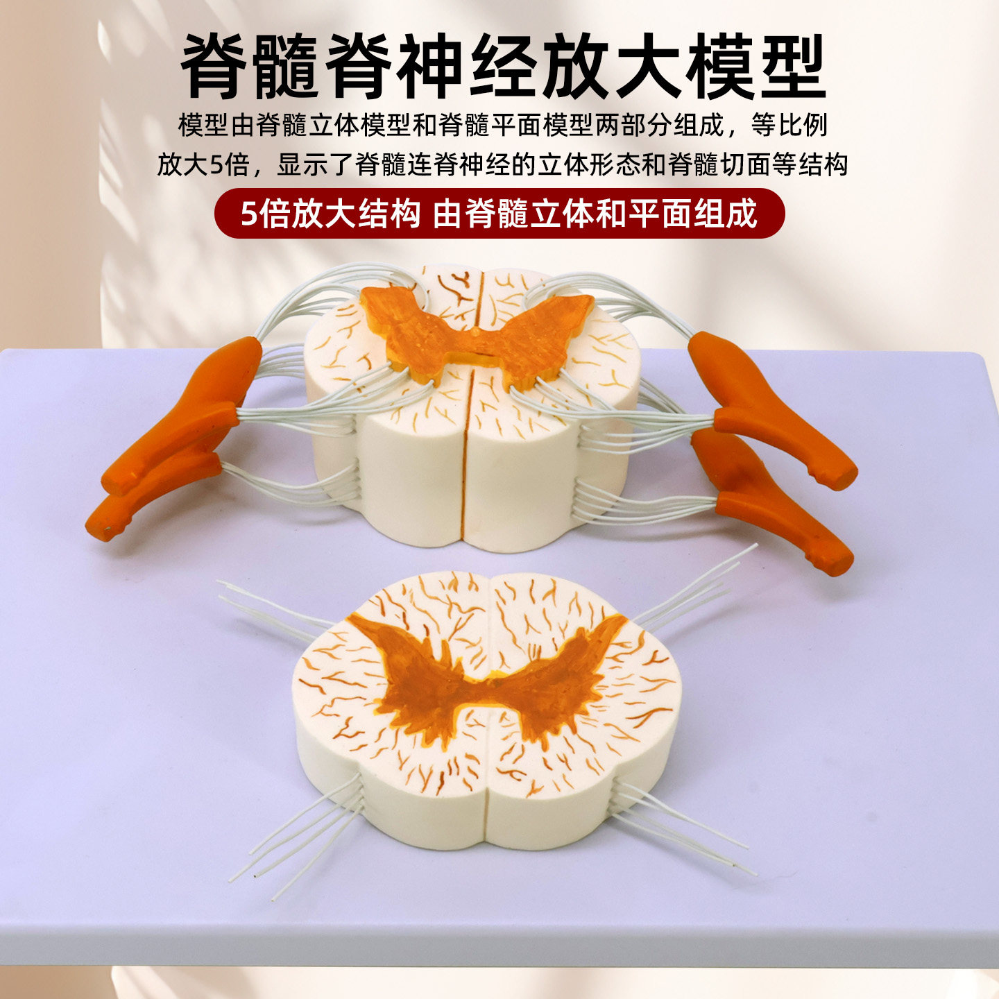 脊髓神经放大解剖教学模型