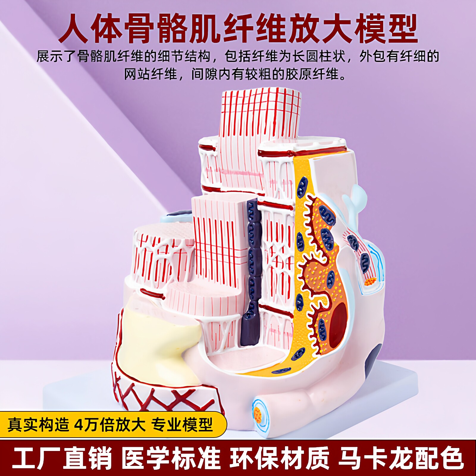 霜龛人体骨骼肌放大教学模型