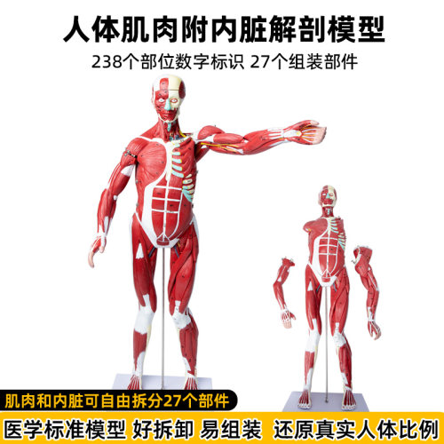 人体全身肌肉内脏器官模型