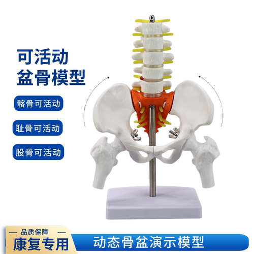 可动骨盆骨骼展示教学康复模型