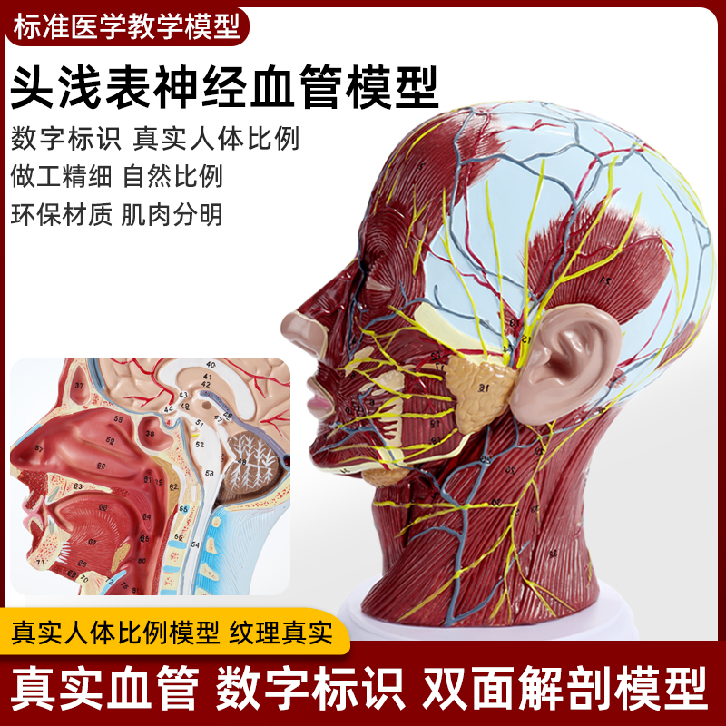 头部解剖神经血管模型厂家直销