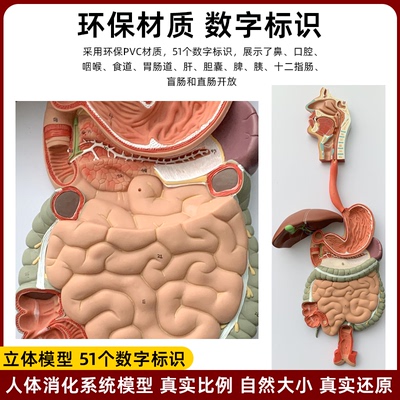 人体消化道胃冠状剖面教学模型