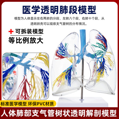 2部分透明心脏解剖模型内脏模型