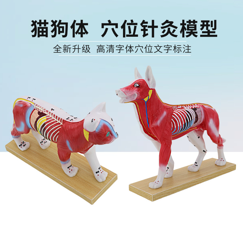 猫狗体穴位针灸模型医学生教学教具 兽医宠物解剖中医针灸学习