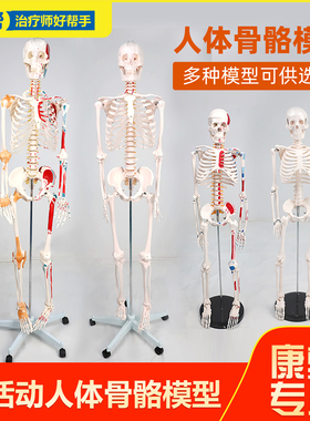 人体骨骼模型全身骨架成人小白骷髅教学脊椎肌肉解剖人体结构模型