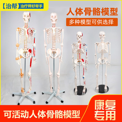 治帮人体骨骼模型医用解剖