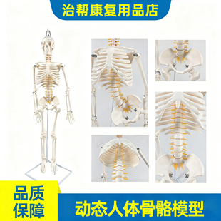 人体骨骼模型头骨脊柱颈椎腰椎骨盆可动小白骷髅教学人体骨架模型