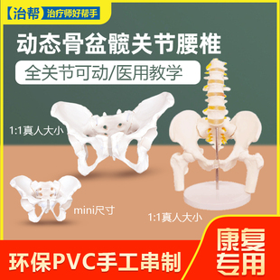 动态女性腰椎骨盆骨骼模型关节可活动迷你小盆骨产康人体医用骨架