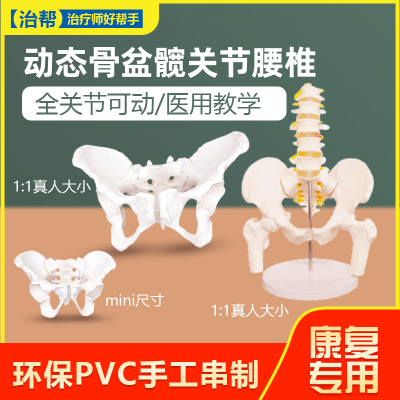 治帮动态骨盆模型迷你版