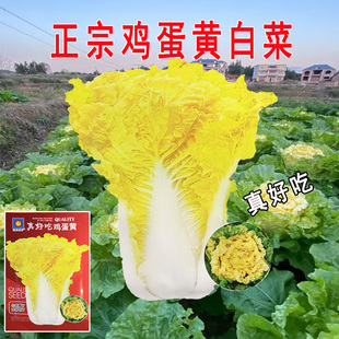 早熟黄心大白菜种子耐热耐寒鸡蛋黄种籽春秋季黄芽黄心蔬菜种孑田