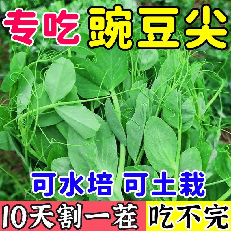 （大叶无须）豌豆苗种子鲜嫩豌豆尖种籽春秋季青菜籽种阳台盆栽