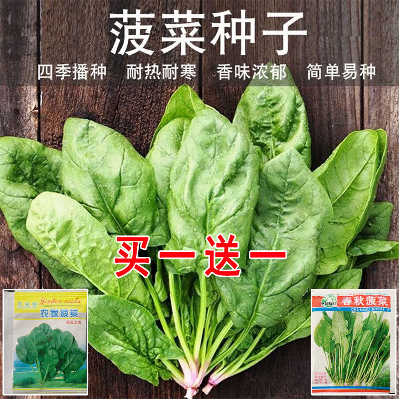 四季菠菜种子高产耐热耐寒阳台泡家庭园艺种子