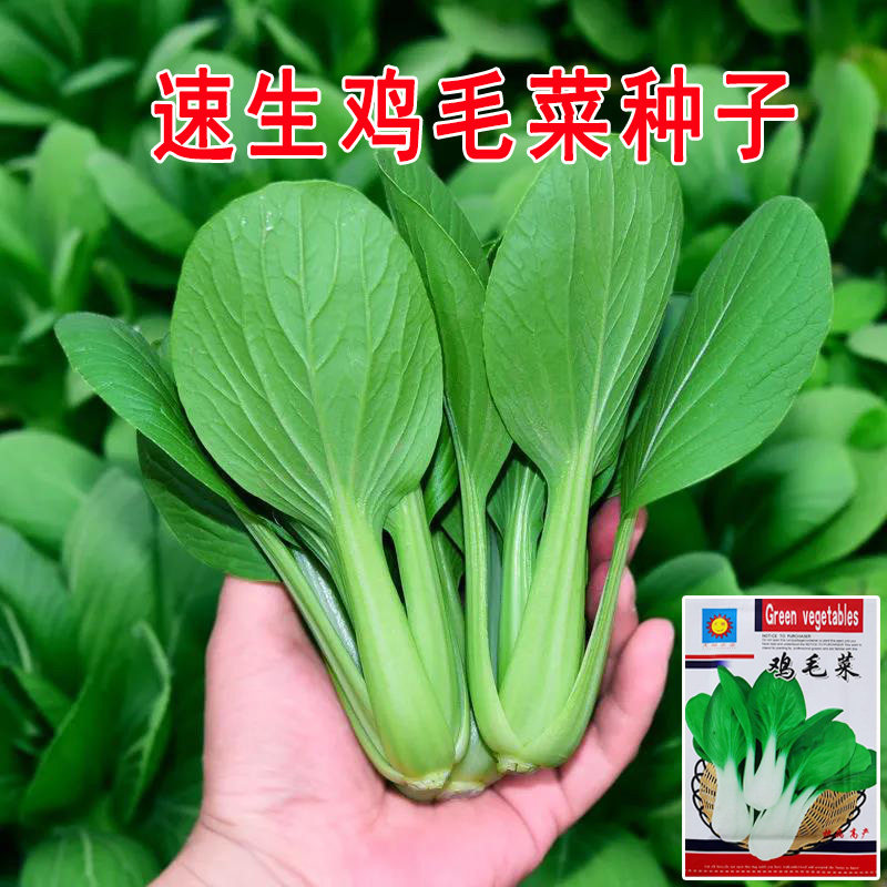 全新鸡毛菜种子 四季播种抗热耐家庭园艺种子