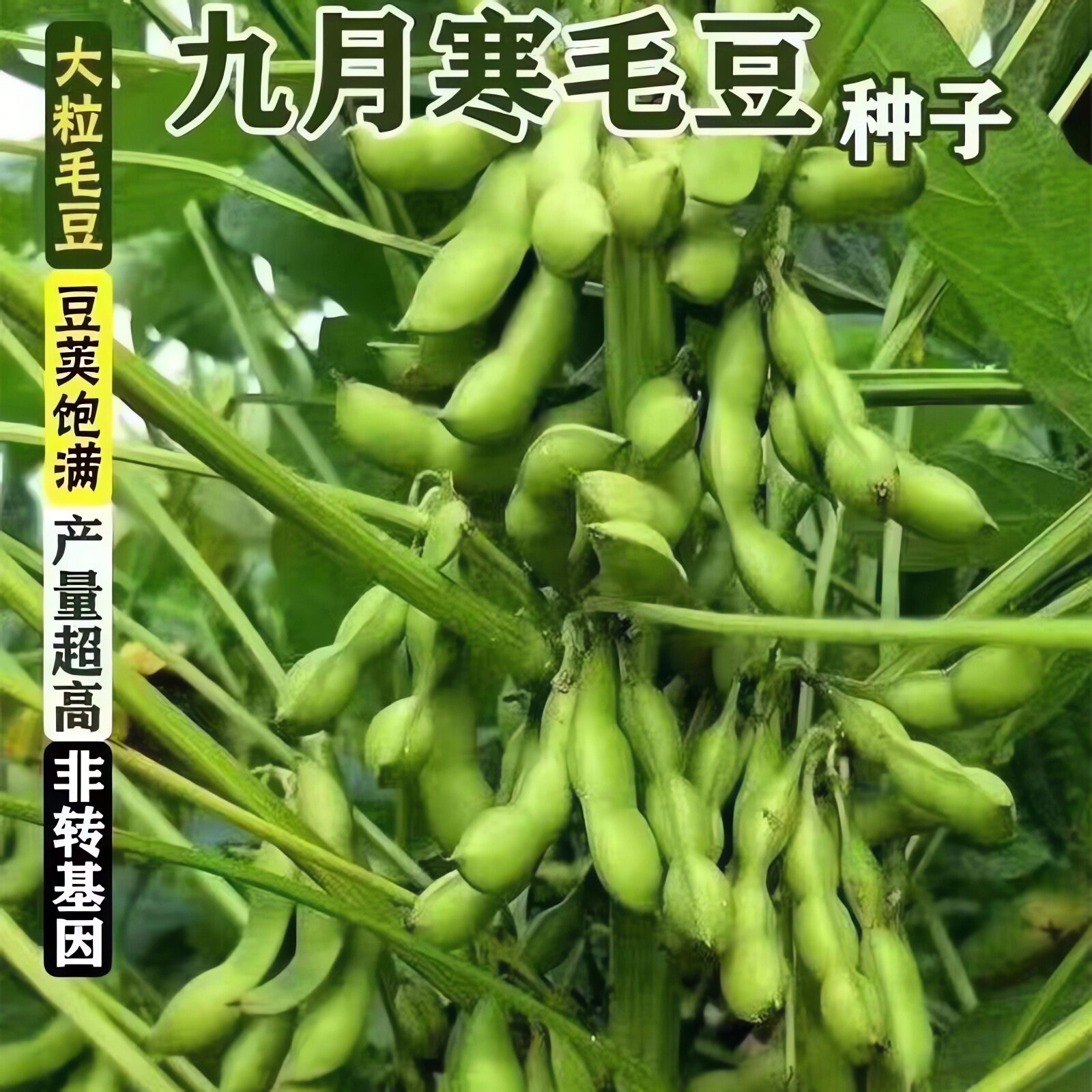 【九月鲜】大粒毛豆种子大粒晚熟重阳豆种子青皮豆菜毛豆种子高产