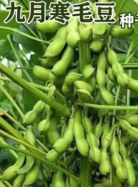 【九月鲜】大粒毛豆种子大粒晚熟重阳豆种子青皮豆菜毛豆种子高产