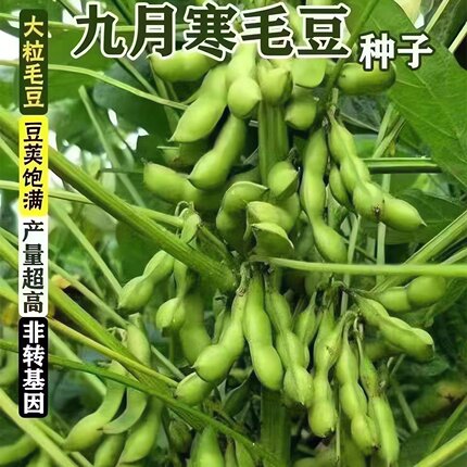 【九月鲜】大粒毛豆种子大粒晚熟重阳豆种子青皮豆菜毛豆种子高产
