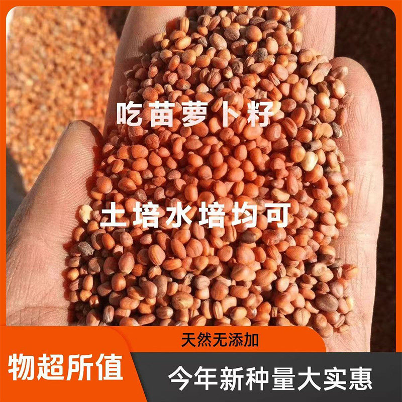 萝卜苗种子专吃苗萝卜种子散装批发四季速生水培土培芽苗菜种籽
